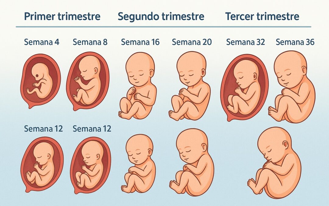 Ilustración educativa que muestra el desarrollo del bebé semana a semana en el embarazo, desde el primer trimestre hasta el tercero