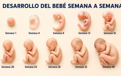 Embarazo semana a semana: desarrollo del bebé, cambios en mamá y controles importantes