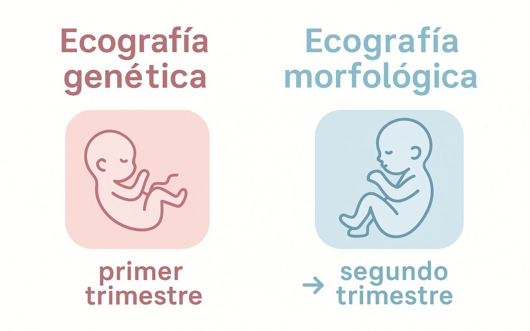 Infografía médica que muestra la diferencia entre ecografía genética del primer trimestre y ecografía morfológica del segundo trimestre, diseño en tonos pastel, Quito