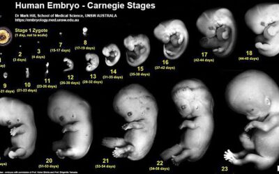 Embarazo semana a semana: de la semana 1 a la 12