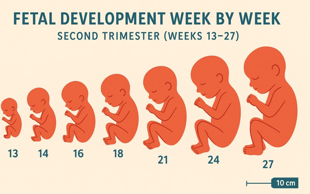 Ilustración del desarrollo fetal del segundo trimestre, mostrando el crecimiento del bebé desde la semana 13 hasta la 27, utilizada por el Dr. Denis Sánchez para explicar la evolución del embarazo.
